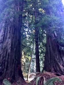 Reddwood trees of California