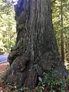 giant cedar tree by highway