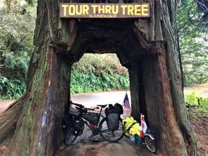 bike in large tree