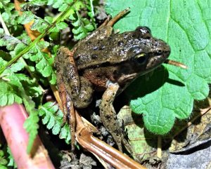 Red Legged Frog in California