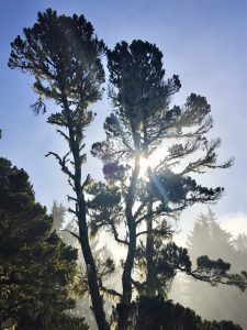 tree at Patricks Point State Park