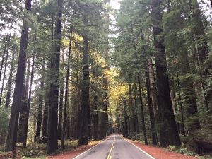 Avenue of the Giants highway