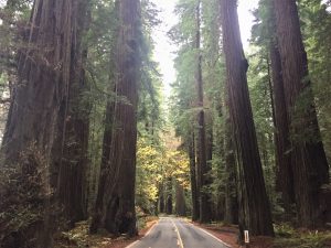 road and trees at Avenue of the Giants