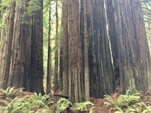 Avenue of the Giants Coast Redwood tree