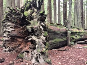 blown down tree at Avenue of the Giants