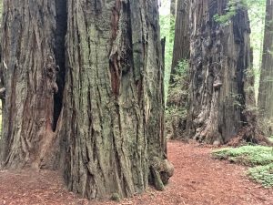 trees at Avenue of the Giants