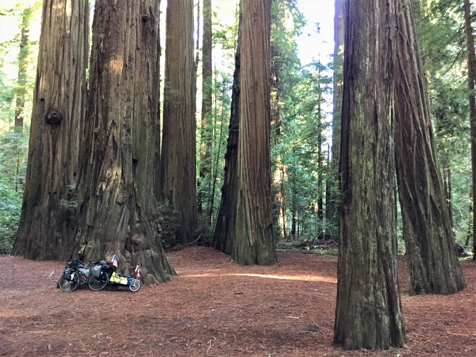 Coast Redwood tree and bike