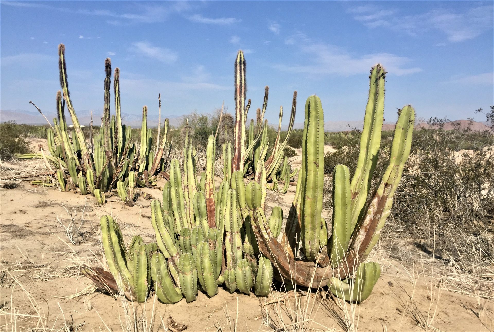 Assorted Desert Plants & Trees of the Northern Mexican Baja