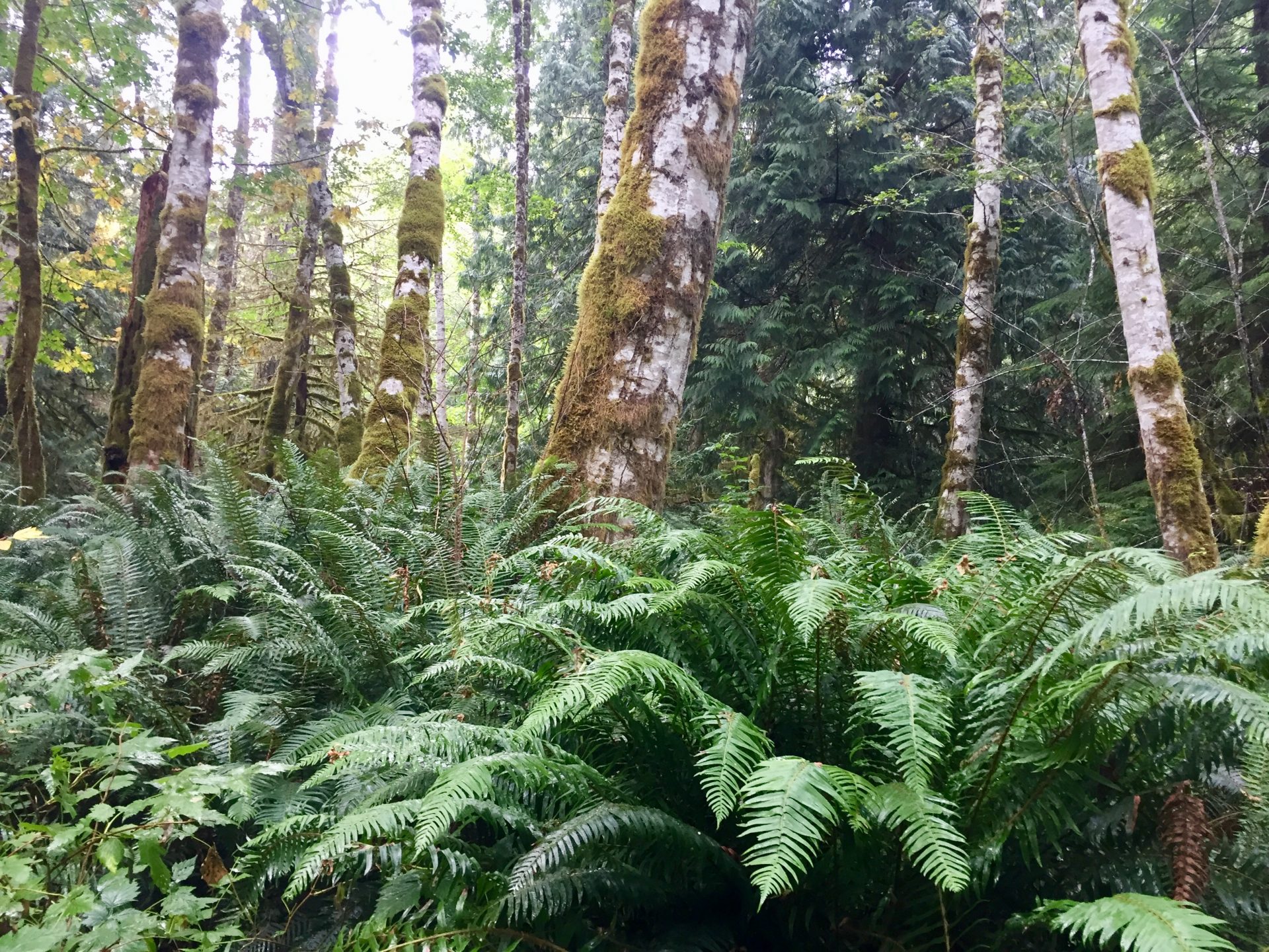 Vancouver Island Part 1 (Sept 24 to 29)