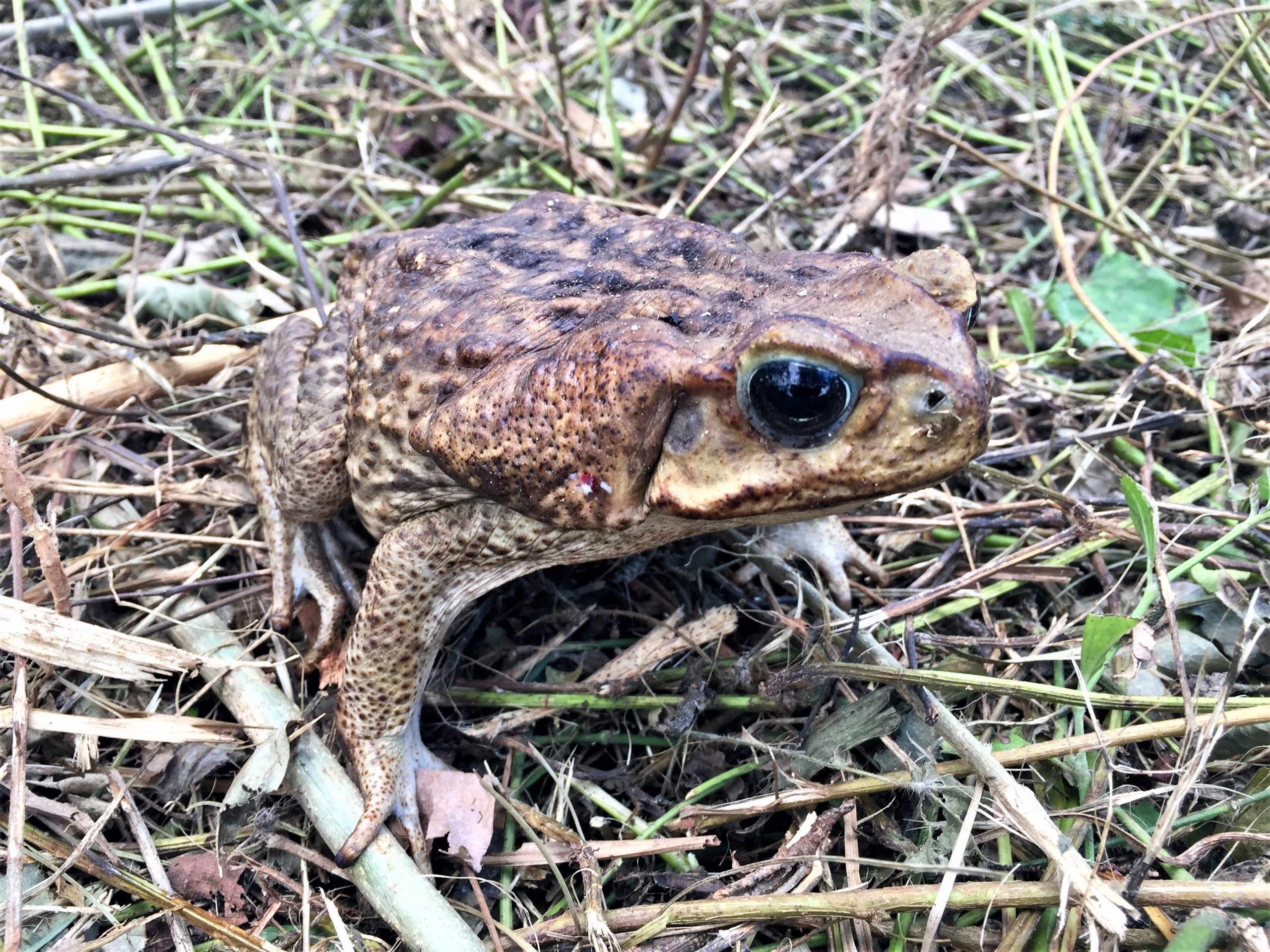 Cane Toad - Safari Arie