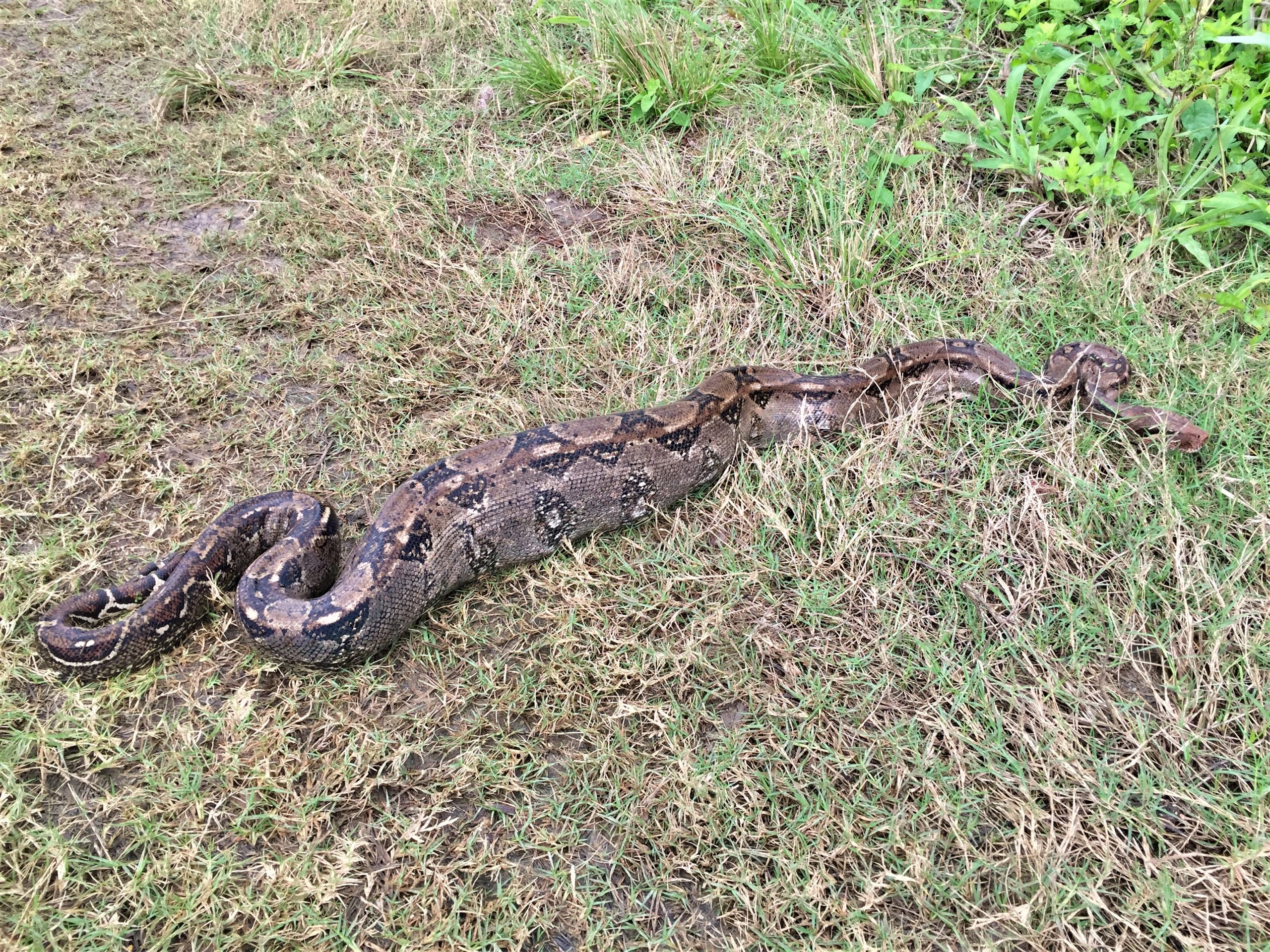 Belize Part 9 (Jan 3 to 8) - Safari Arie