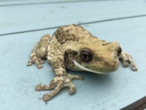 Milky tree frog, amphibian