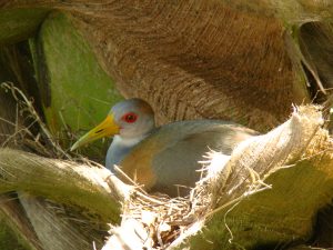 grey necked wood rail bird