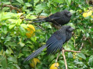 black ani birds in a lemon tree