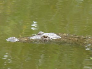 Morelets Crocodile, reptile, Belize