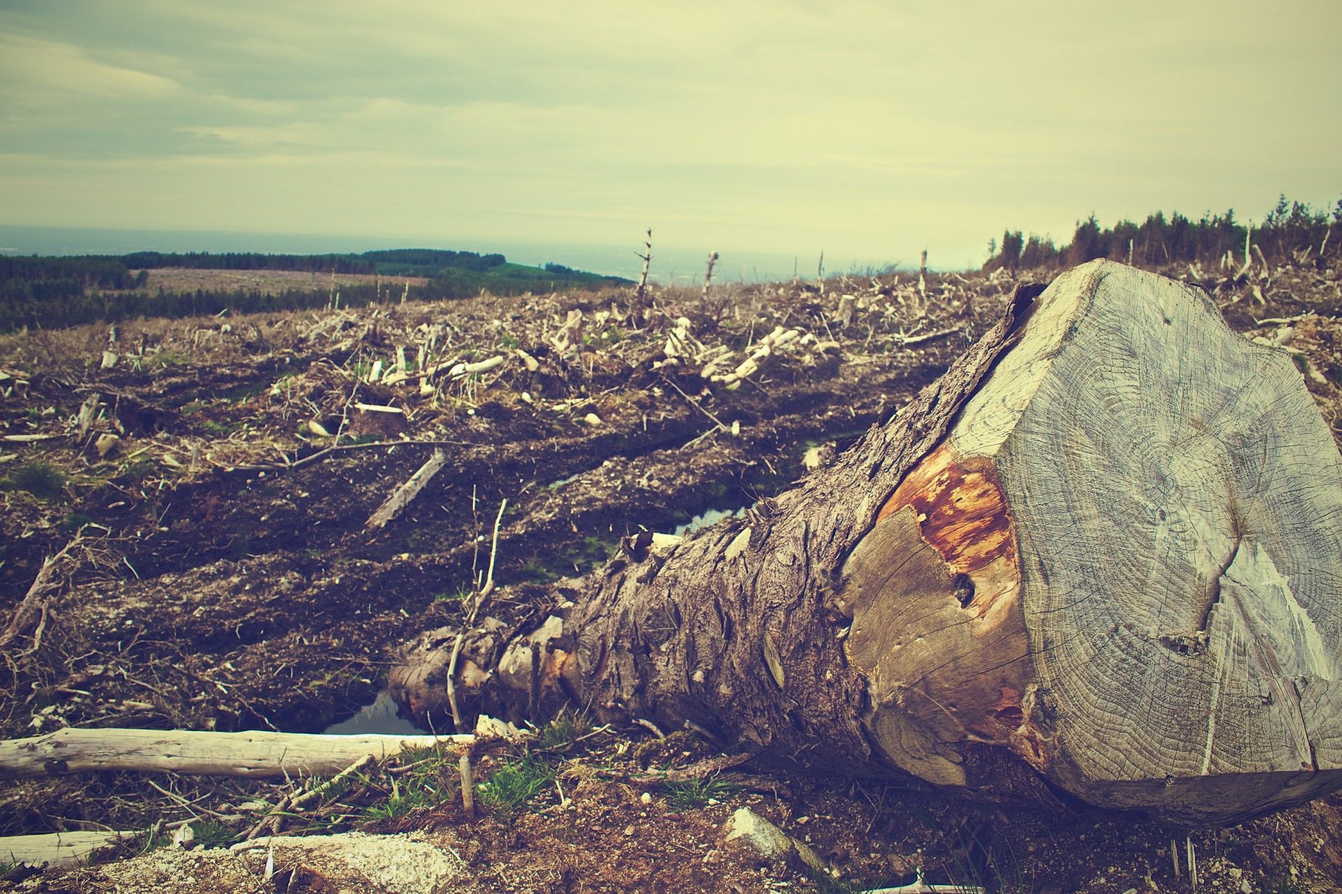 tree trunk deforested area