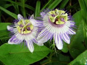 passion flower, Belize