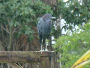 Little Blue Heron bird